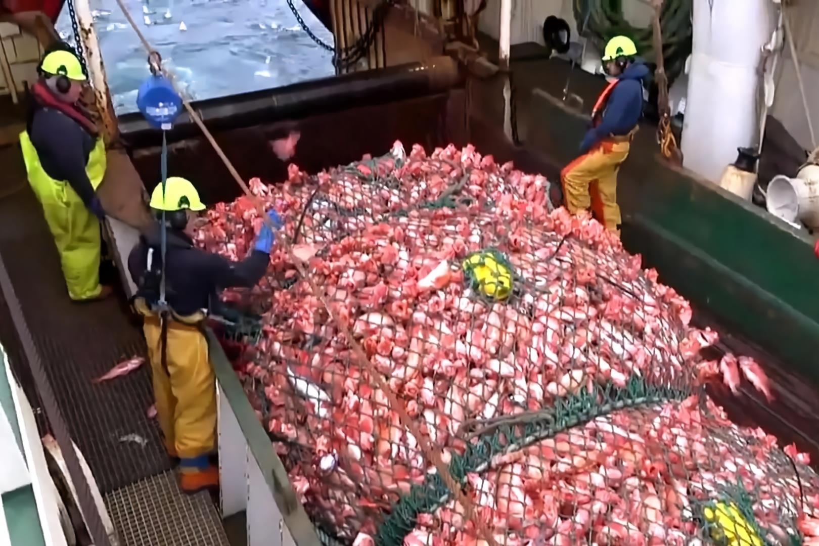 pescuit fishing